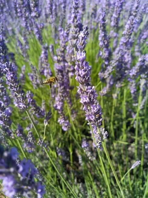 departing from Avignon, Classic lavender tour - An In-depth Look at the Provence Lavender Tour