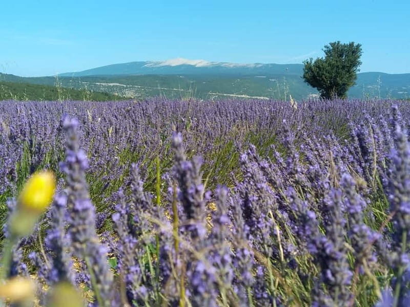 departing from Avignon, Classic lavender tour - Final Word
