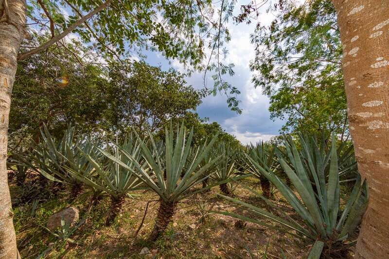 Desde Mérida: Haciendas de Yucatán - FAQs
