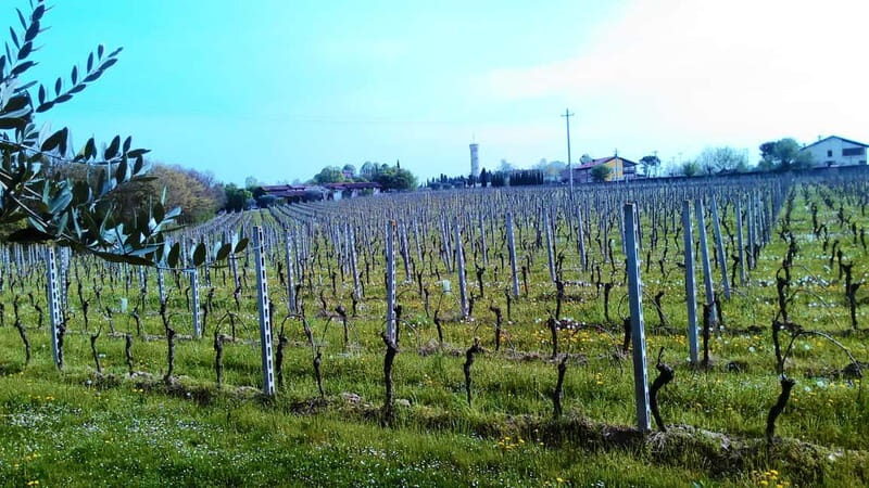 Desenzano d/G: guided bike day trip + selected wines, cooking class - Practical Details and What to Expect