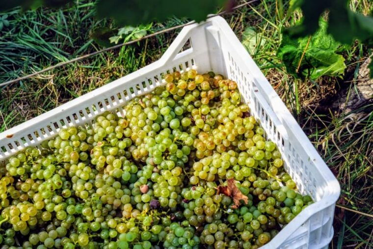 desenzano-lugana-wine-tasting-and-vineyard-tour
