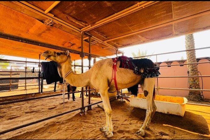 Desert Adventure with ATV and Camel Ride and Live Shows - Dune Bashing and ATV Adventure
