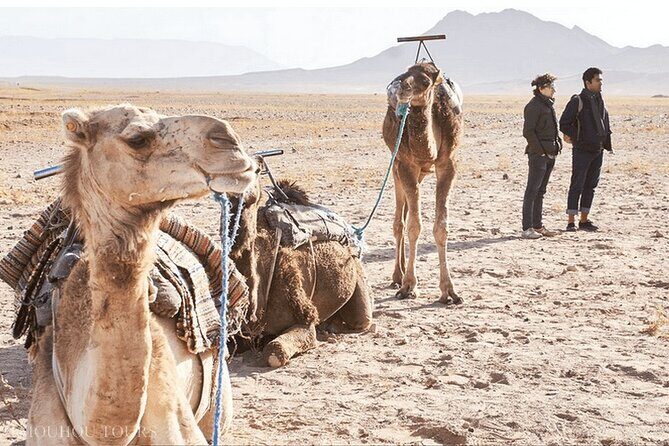 Desert Agafay Dinner Show and Camel Ride with Magical view - Key Points