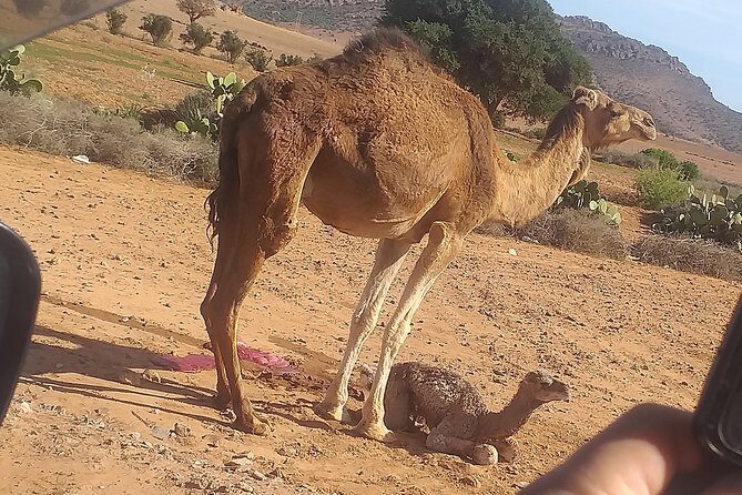 Desert and Wild Beach Day Trip with Meal - Youssef Dam and Panoramic Views