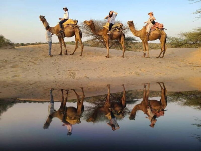 Desert Camel Safari Day Tour In Jodhpur - Introduction: What Makes This Tour Stand Out