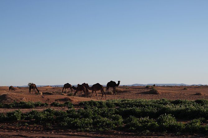 Desert Erg Chigaga Trip from Marrakech: 3 Days - The Sum Up