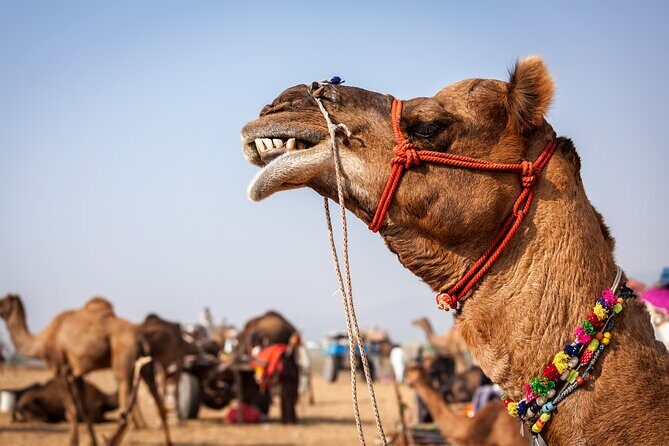 Desert Journey, Experience Camel Ride in desert - Sharm El Sheikh - The Sum Up
