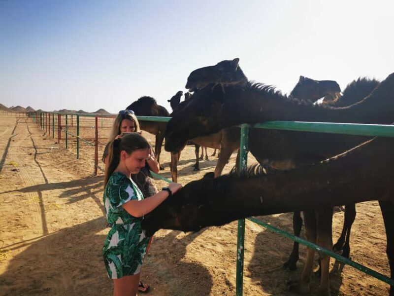 Desert Overnight Tour 1 VisitSalalah - Why This Tour Is Worth It  