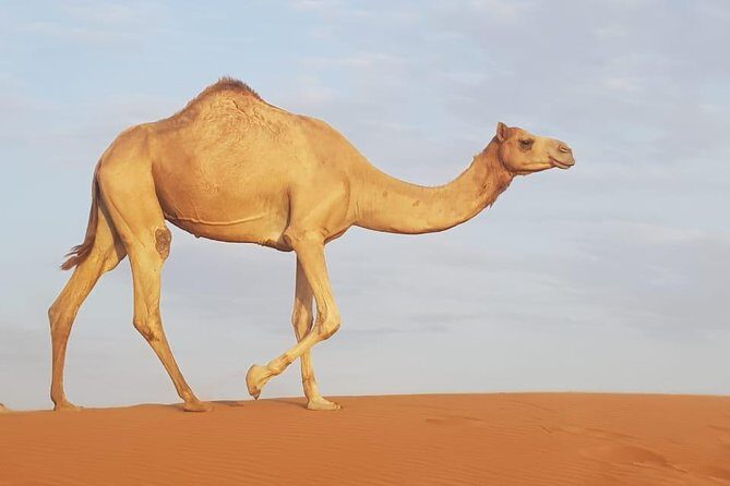Desert Safari Dubai - Final Thoughts