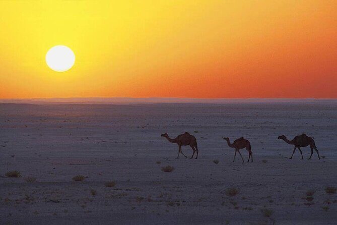 Desert Safari in Empty Quarter with Dune Bashing - Final Thoughts: Is This Tour Worth It?