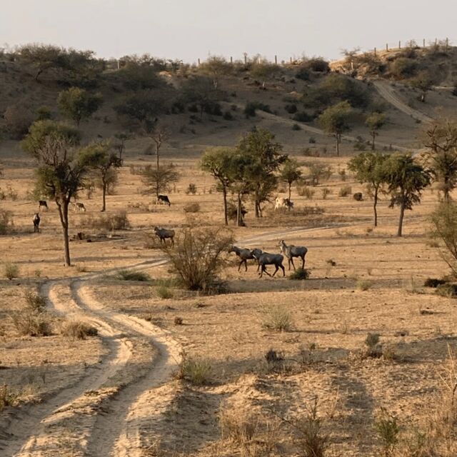 Desert Safari In Jodhpur - Final Thoughts: Is It Worth It?