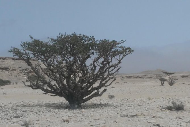 Desert Safari in the Rub al Khali - Final Thoughts: Is This Tour Right for You?