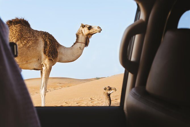 Desert Safari  Morning, Afternoon, Sunrise & Sunset Options - Activities and Optional Add-Ons