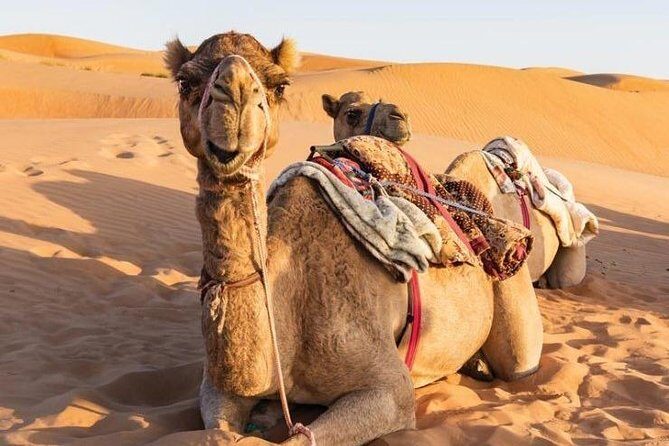 Desert Safari Sharing Tours - What Makes This Tour Stand Out