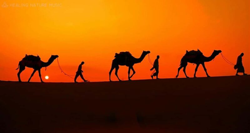 Desert Safari,Dune Bashing,Camel Ride,Sand Boarding, Sun Set - Who This Tour Is Best For
