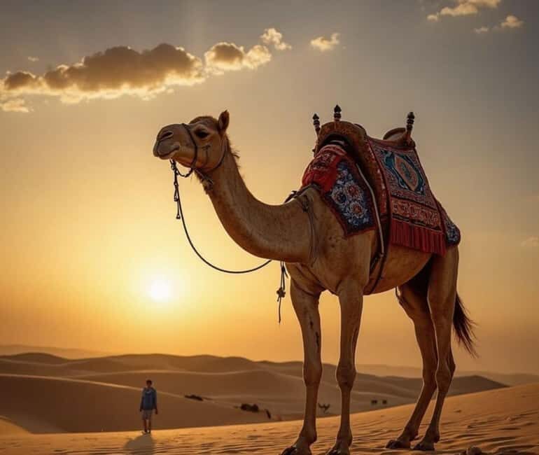 Desert Safari,Inland Sea Tour Including CamelRide & Transfer - Key Points