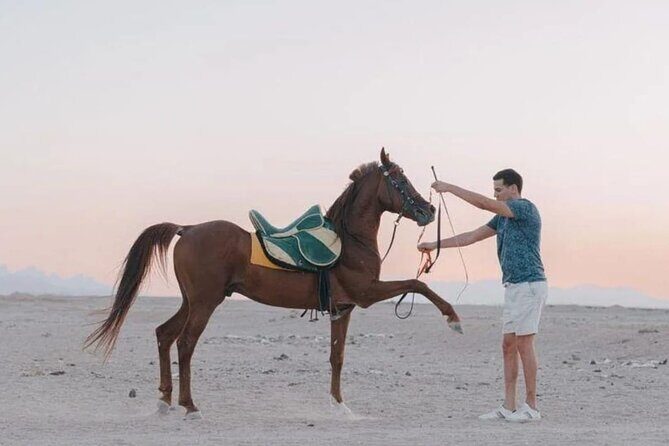 Desert & Sea Adventure  3-Hour Horse or Camel Riding Experience - An Authentic Ride Through Desert and Sea