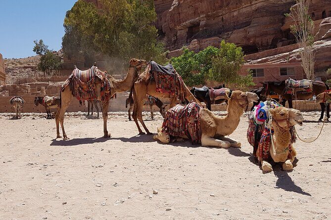 Desert Sunset Camel Ride With Free Tea in The Desert Camp - What to Know Before You Book
