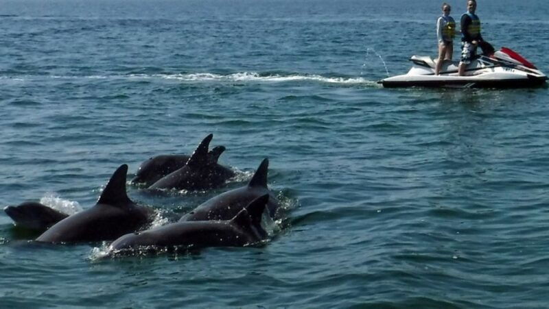 destin-crab-island-dolphin-watching-jet-ski-tour