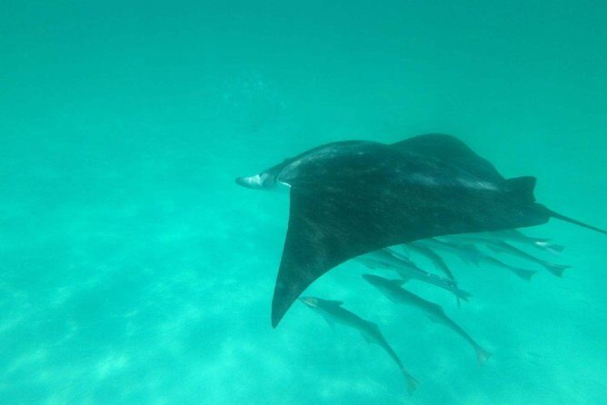 Destin Dolphin Cruise - What to Expect on This Dolphin Cruise