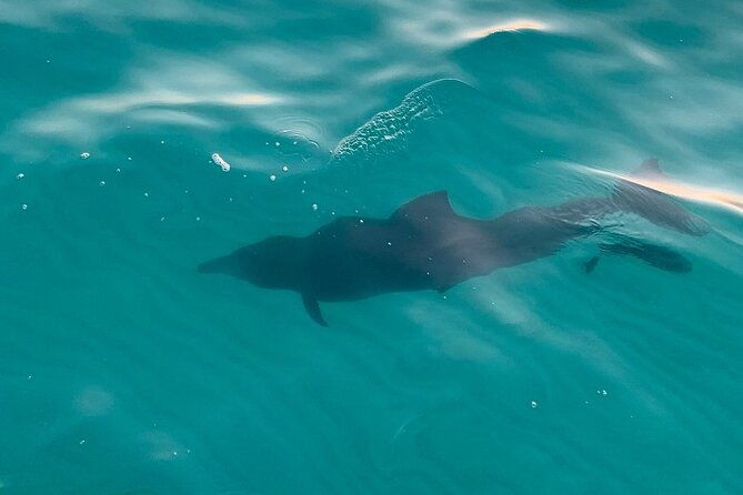destin-harbor-sunset-eco-dolphin-cruise