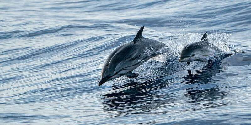 Destin: Snorkeling Cruise with 2 Stops and Dolphin Watching - The Sum Up: Why Choose This Snorkeling Cruise?