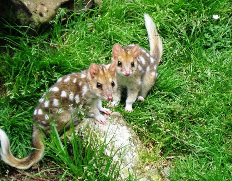 Devils at Cradle: Day Keeper Tour and Entry to Wildlife Park - Key Points  