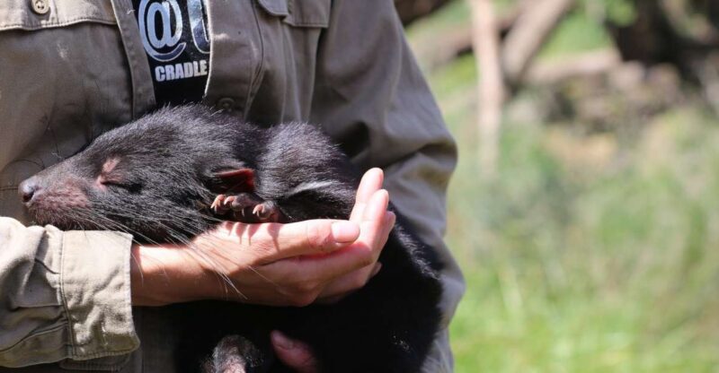 Devils at Cradle: Day Keeper Tour and Entry to Wildlife Park - A Deep Dive into the Devils at Cradle Experience  