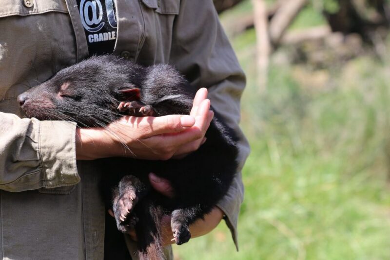 Devils at Cradle: Day Keeper Tour and Entry to Wildlife Park - The Sum Up  