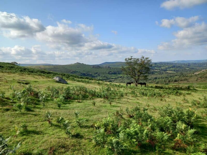 Devon: Dartmoor National Park Guided Tour - An In-Depth Look at the Dartmoor Guided Tour