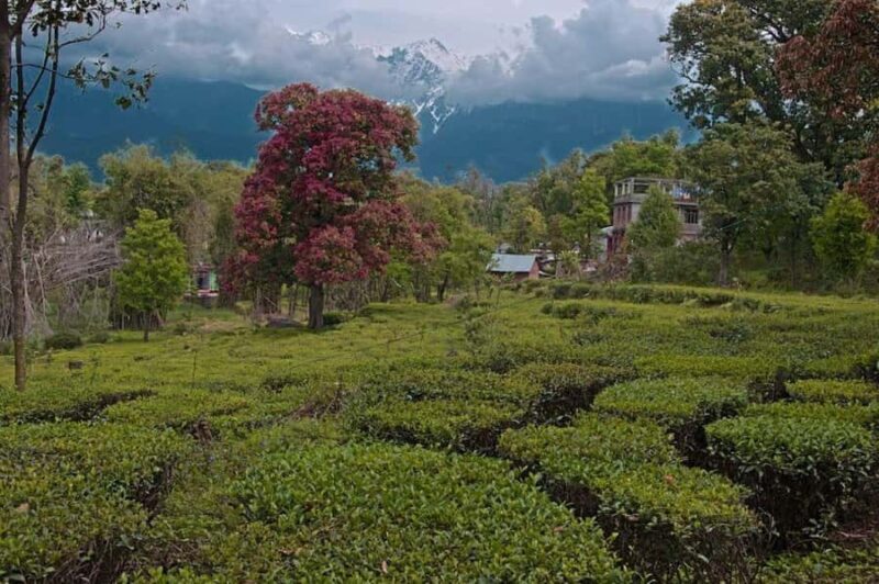 Dharamshala: Full-Day Sightseeing Tour with Lunch - Summary: Who Is This Tour Best For?