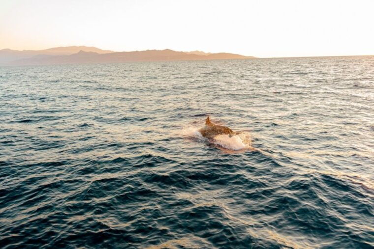 dia-island-semi-private-full-day-sailing-trip-with-meal