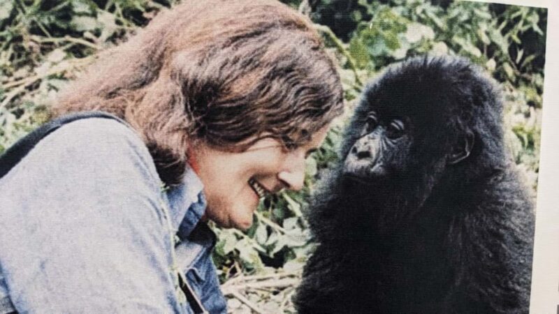Dian Fossey Museum - The Journey to the Dian Fossey Museum