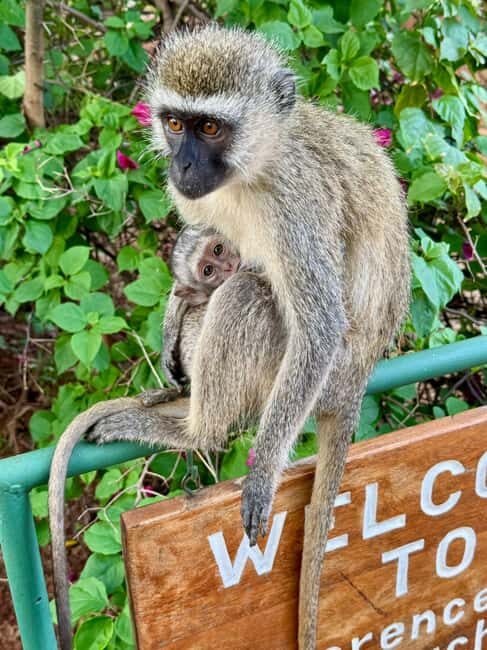 Diani: 5-Day Safari with Tsavo East National Park - Key Points