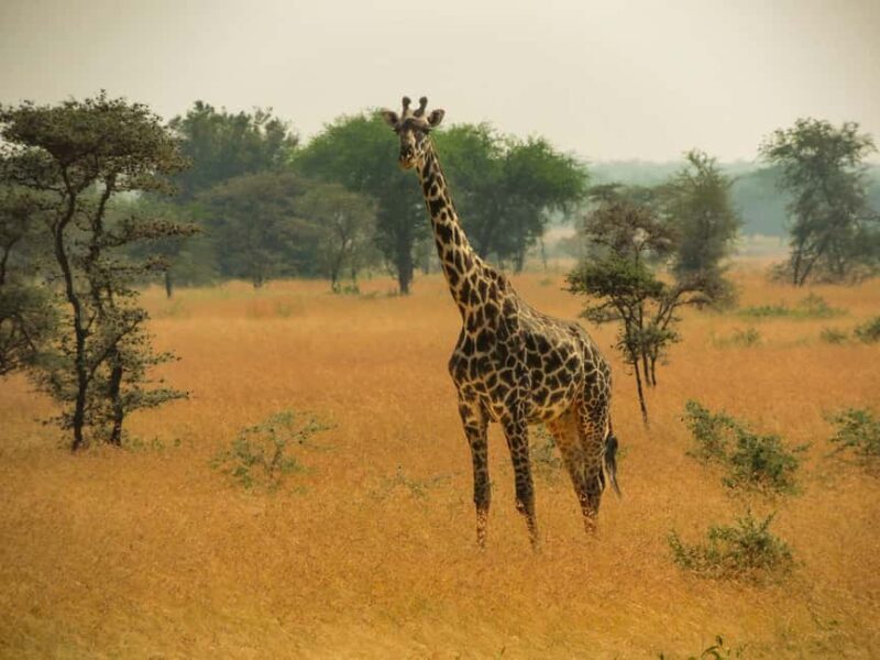 Diani Beach: 3-Day Tsavo East and West National Parks Safari - Key Points