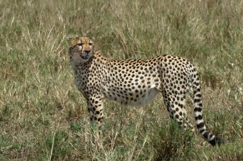 Diani Beach: 3-Day Tsavo East and West National Parks Safari - A Practical Breakdown of the 3-Day Safari