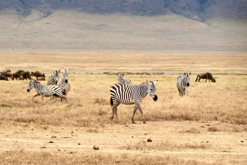 Diani Beach: 3-Day Tsavo East and West National Parks Safari - Additional Practical Tips