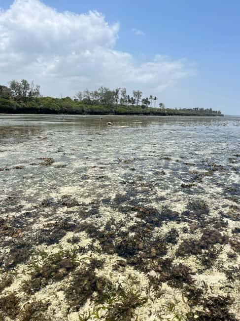 Diani: Full day Guided tour in Tiwi beach & Diani - Transportation & Practical Tips