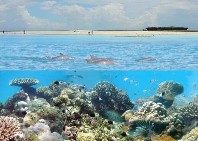 Diani: Kisite Mpunguti Marine Park with Lunch - The Itinerary Breakdown: From Coast to Coral Reefs