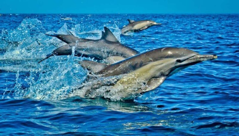 Diani: Kisite Private Boat Tour with Snorkeling and Lunch - Key Points