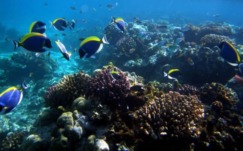 Diani: Kisite Private Boat Tour with Snorkeling and Lunch - Practicalities and Considerations