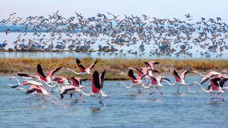 didim-altinkum-full-day-bafa-lake-guided-tour-w-breakfast