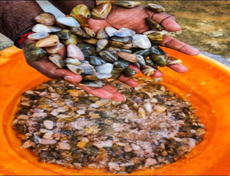 Dig, Discover & Dine  Jaffnas Coastal Clam Experience - Final Thoughts: Is It Worth It?