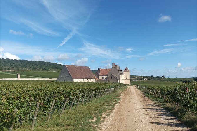 dijon-wine-tour-wine-tasting-included-professional-guide