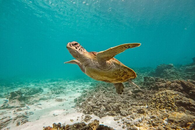 Dimaniyat Island Tour on Glass Bottom Boat (Muscat) - The Experience in Detail: What to Expect on the Dimaniyat Island Tour