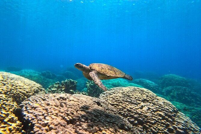 Dimaniyat Island Tour with Snorkeling - Who Is This Tour Best For?  