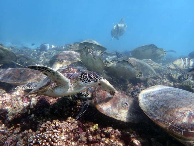 Dimaniyat Islands Scuba Diving Trip - Detailed Breakdown of the Experience