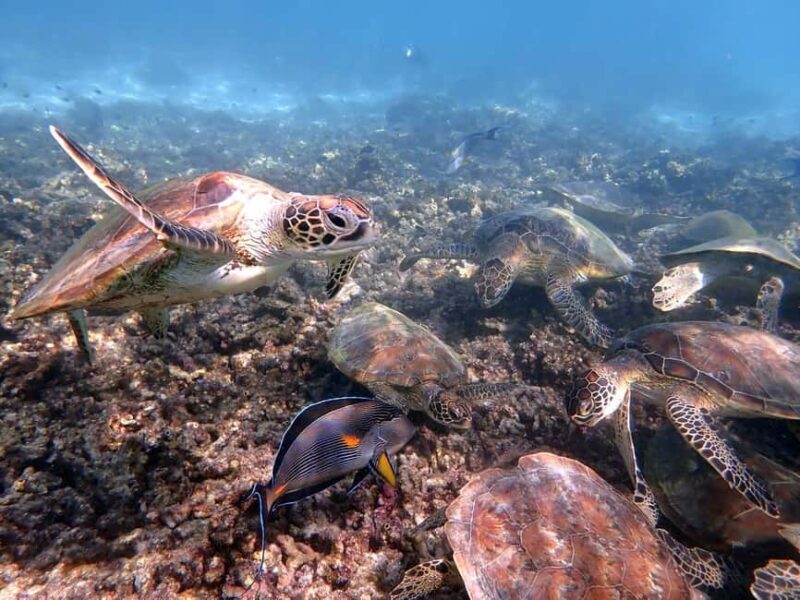 Dimaniyat Islands Snorkeling Trip - What Makes This Snorkeling Tour Stand Out?