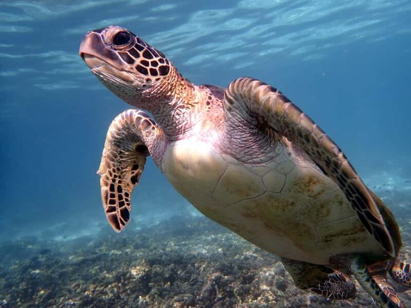 Dimaniyat Islands Snorkeling Trip - Why You’ll Love This Tour