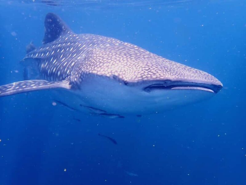 Dimaniyat Islands Snorkeling Trip - The Sum Up